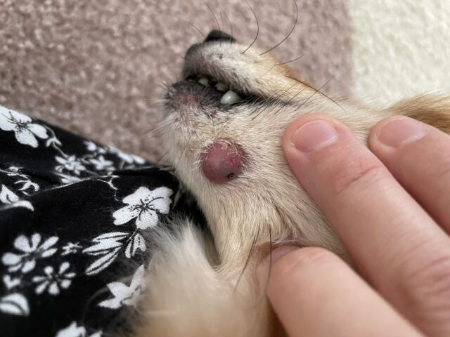 犬　ダックスフント　ダックスフンド　表皮嚢胞　粉瘤　アテローム　ちょちょブログ