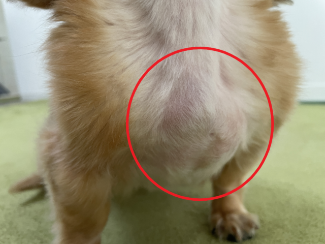 犬　ちょちょブログ　脂肪種　良性腫瘍　ダックスフンド　ダックスフント