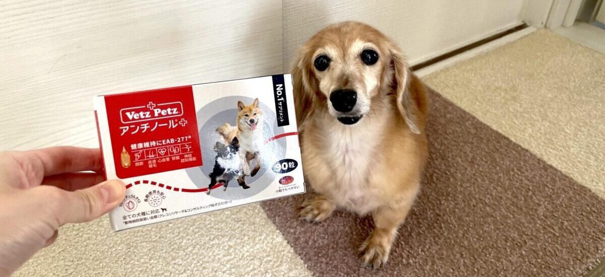 犬　ちょちょブログ　ダックスフンド　ダックスフント　アンチノール　ベッツペッツ　関節　皮膚　腎臓　心血管　神経　認知機能　サプリメント