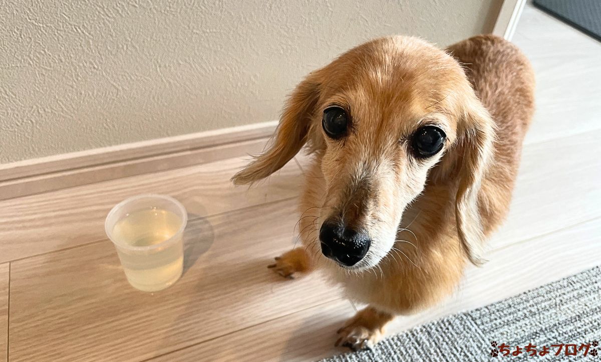 犬　ちょちょブログ　ダックスフンド　ダックスフント　腎臓病　腎不全　鰹節　かつおだし　トッピング