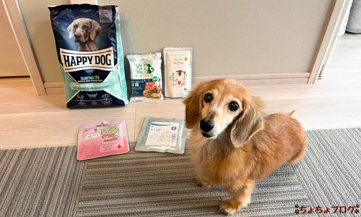犬　ちょちょブログ　ダックスフンド　ダックスフント　腎臓病　腎嚢胞　療法食　おすすめ