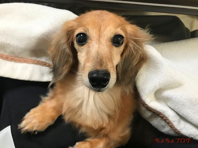 犬　ちょちょブログ　ダックスフンド　ダックスフント