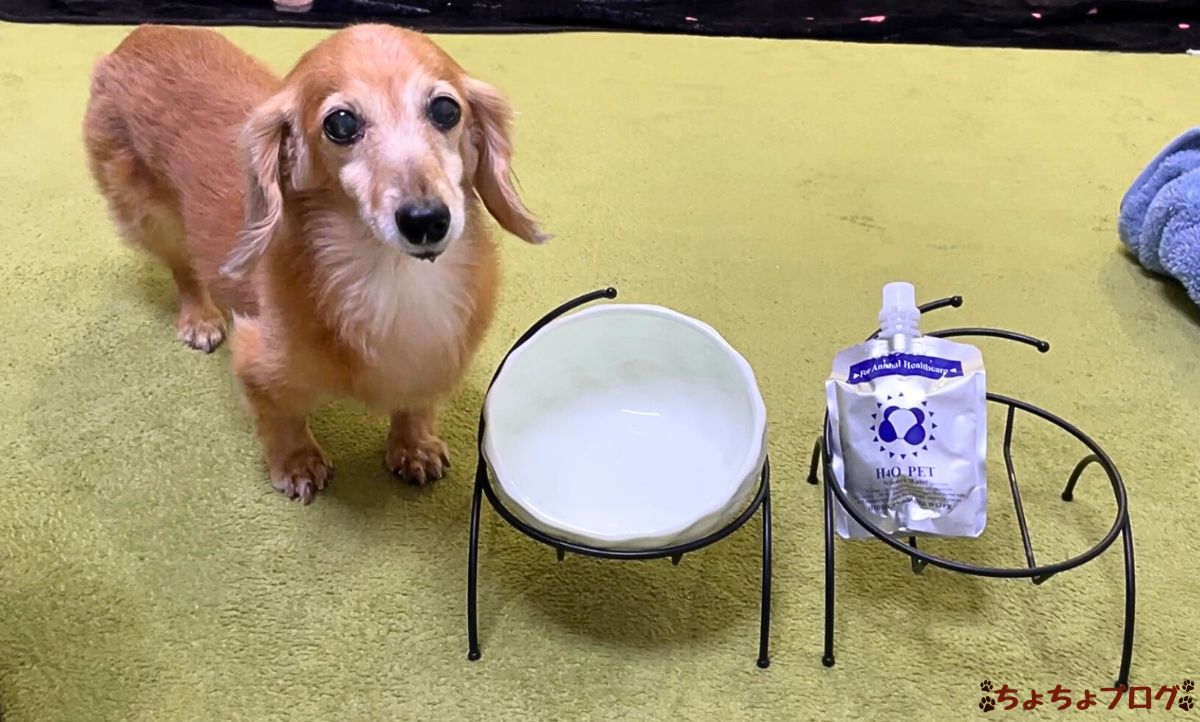 犬 ちょちょブログ ダックスフンド ダックスフント 水素水 腎臓 ペット用水素水 H4Oペットウォーター 獣医さんの水素水