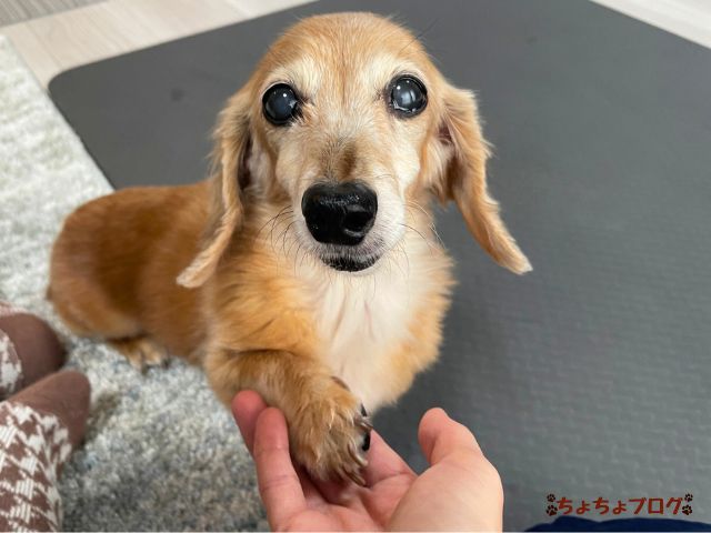 犬　ちょちょブログ　ダックスフンド　ダックスフント