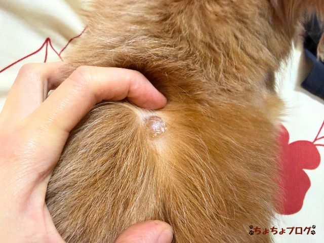 犬　ちょちょブログ　ダックスフンド　ダックスフント　表皮嚢胞　粉瘤　潰れた　放置