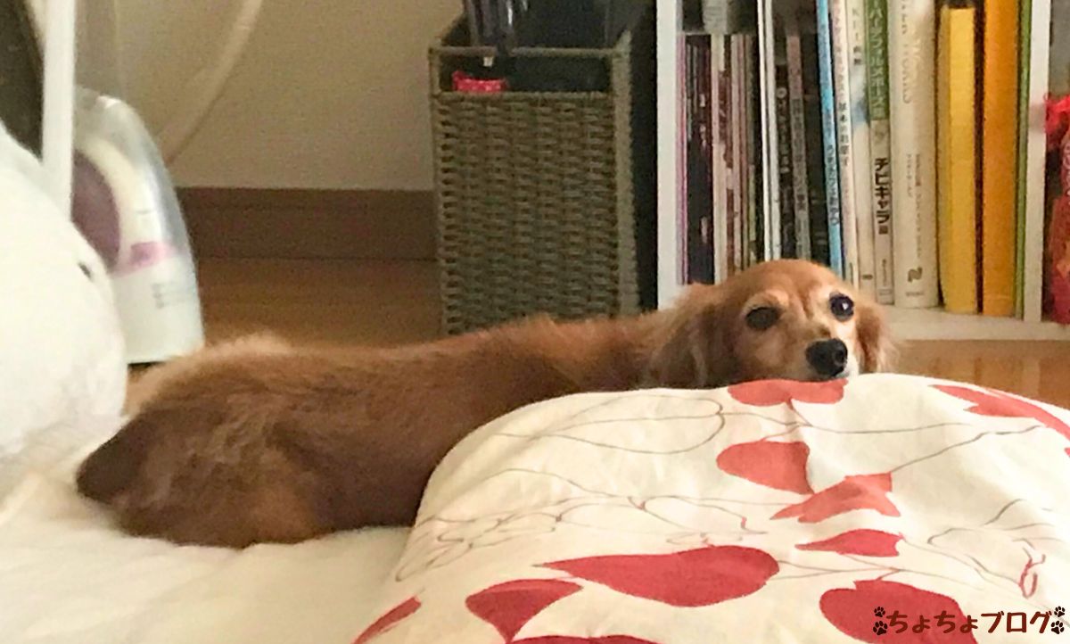 犬　ちょちょブログ　ダックスフンド　ダックスフント　表皮嚢胞　粉瘤　潰れた　放置