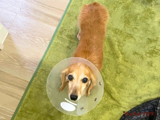 犬　ちょちょブログ　ダックスフンド　ダックスフント　表皮嚢胞　粉瘤　潰れた　放置