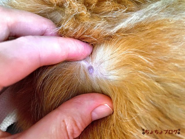 犬　ちょちょブログ　ダックスフンド　ダックスフント　表皮嚢胞　粉瘤　潰れた　放置