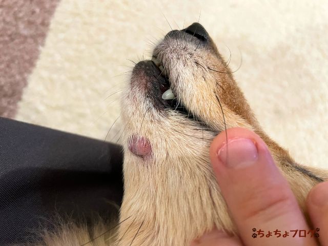 犬　ちょちょブログ　ダックスフンド　ダックスフント　表皮嚢胞　粉瘤　潰れた　放置