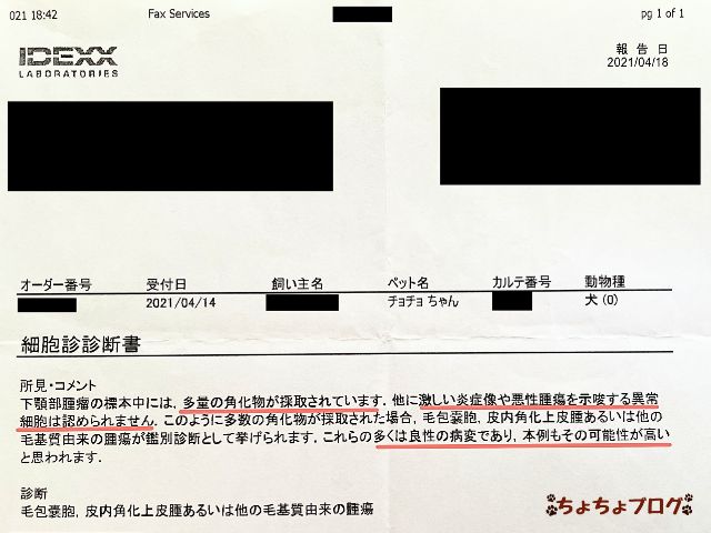 犬　ちょちょブログ　ダックスフンド　ダックスフント　表皮嚢胞　粉瘤　潰れた　放置