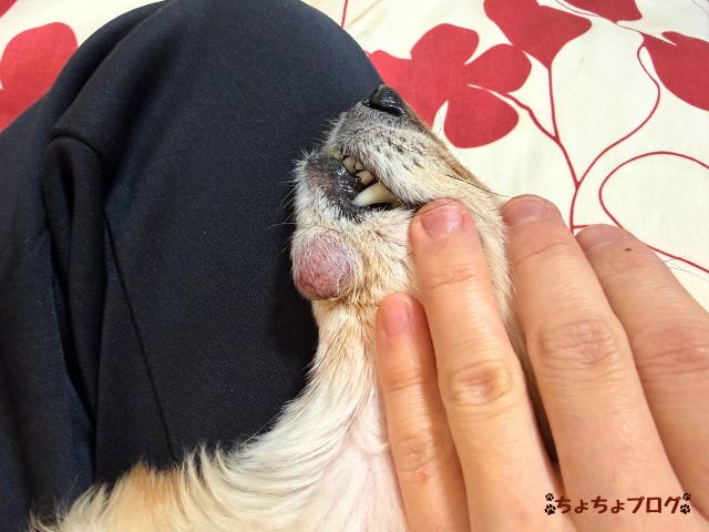 犬　ちょちょブログ　ダックスフンド　ダックスフント　表皮嚢胞　粉瘤　潰れた　放置