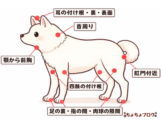 犬　ちょちょブログ　ダックスフンド　ダックスフント　表皮嚢胞　粉瘤　潰れた　放置