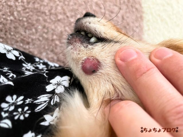 犬　ちょちょブログ　ダックスフンド　ダックスフント　表皮嚢胞　粉瘤　潰れた　放置