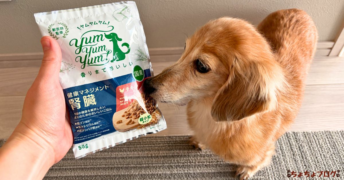 犬　ちょちょブログ　ダックスフンド　ダックスフント　腎臓　腎嚢胞　療法食　ヤムヤムヤム　yamyamyam
