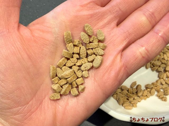 犬 ちょちょブログ ダックスフンド ダックスフント 腎臓 腎嚢胞 療法食 ヤムヤムヤム yamyamyam