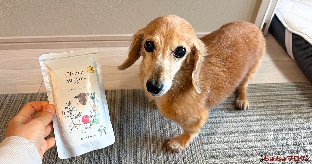 犬　ちょちょブログ　ダックスフンド　ダックスフント　腎臓　腎嚢胞　療法食　ビオリオーブ　ヘルマン　bioliob