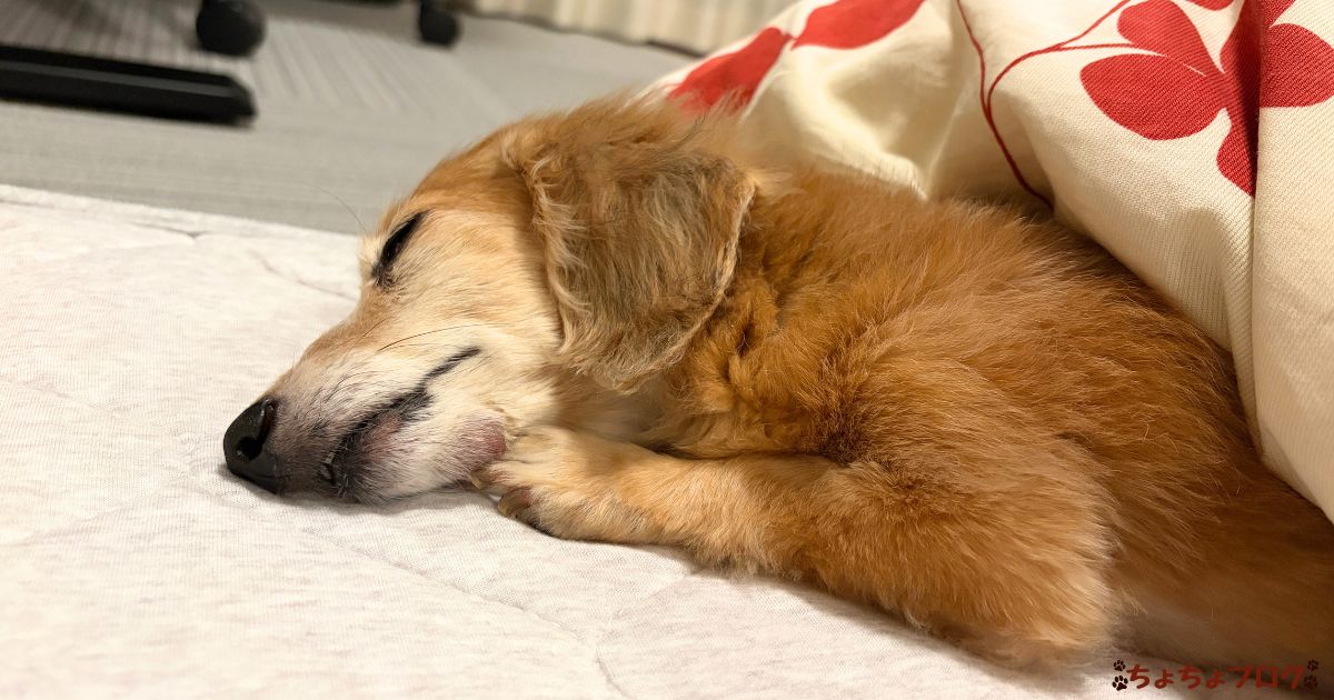 犬　ちょちょブログ　ダックスフンド　ダックスフント　猫　里親　保護犬　保護猫　初心者